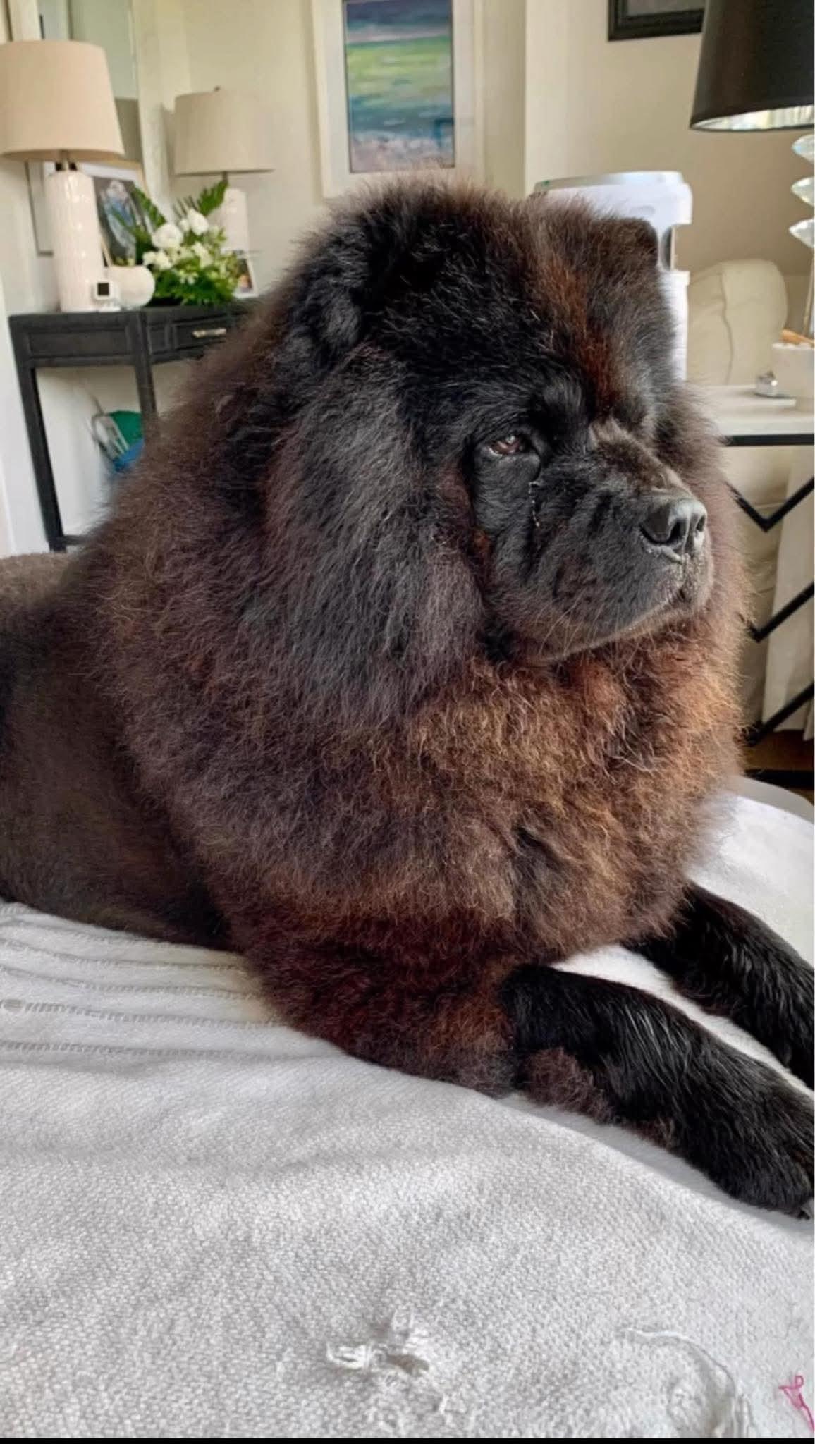 Enlarge Kona, an adoptable Chow Chow in Beaufort, NC image 6/6