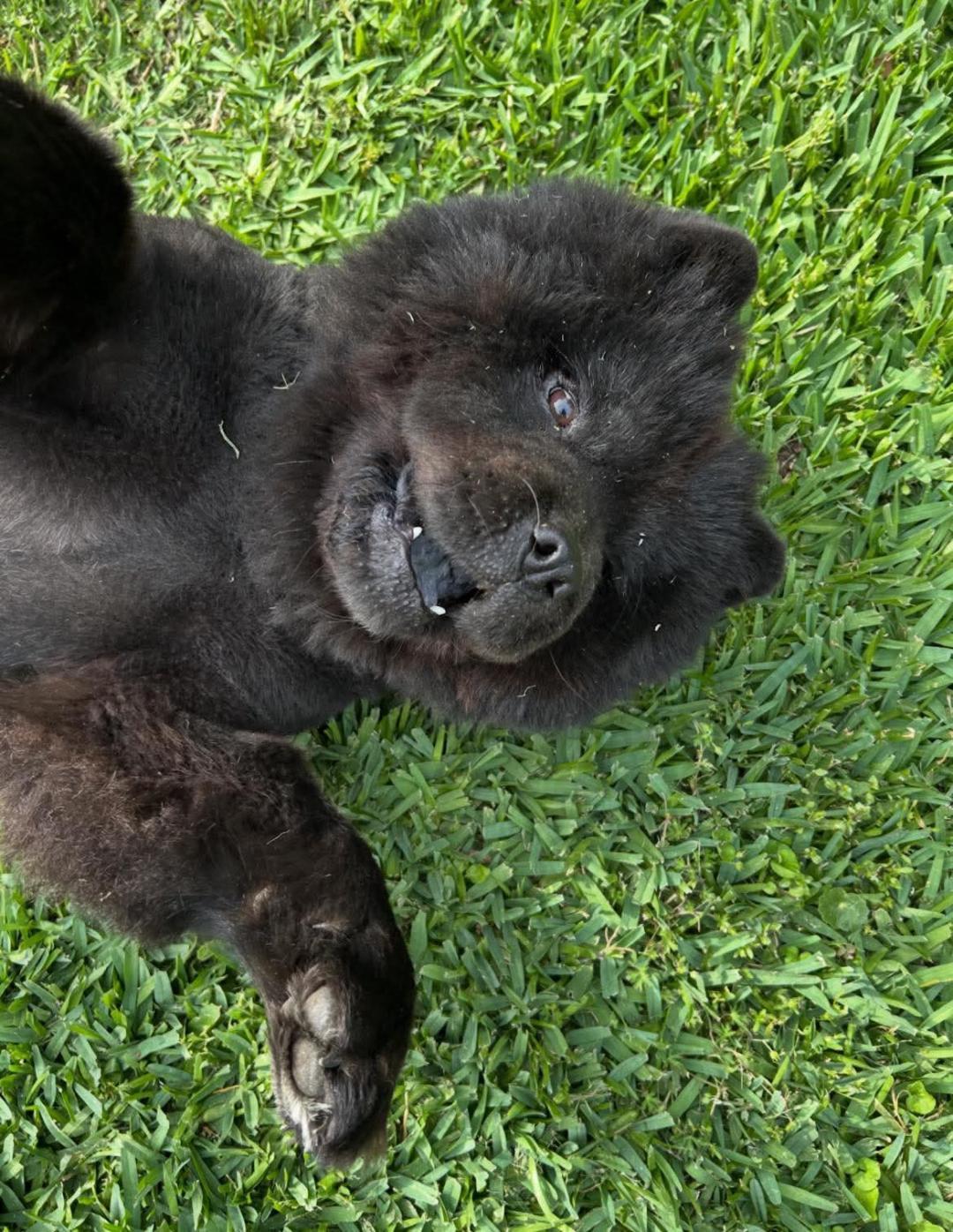 Enlarge Kona, an adoptable Chow Chow in Beaufort, NC image 5/6