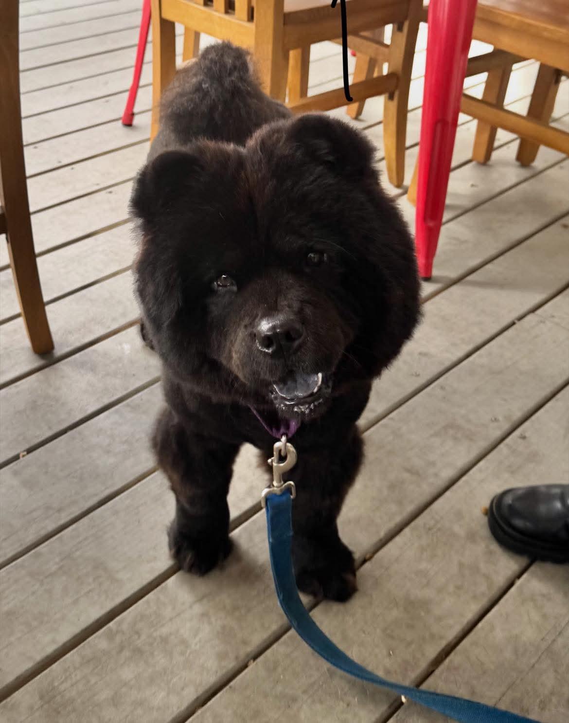 Enlarge Kona, an adoptable Chow Chow in Beaufort, NC image 4/6