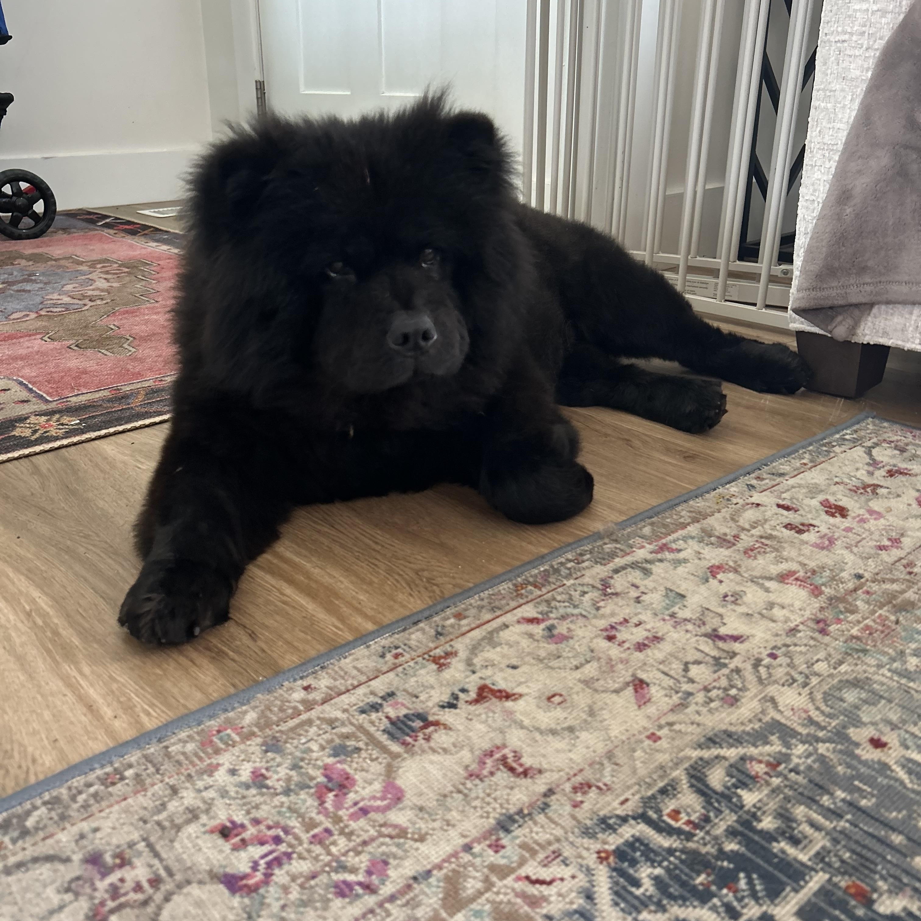 Enlarge Kona, an adoptable Chow Chow in Beaufort, NC image 3/6