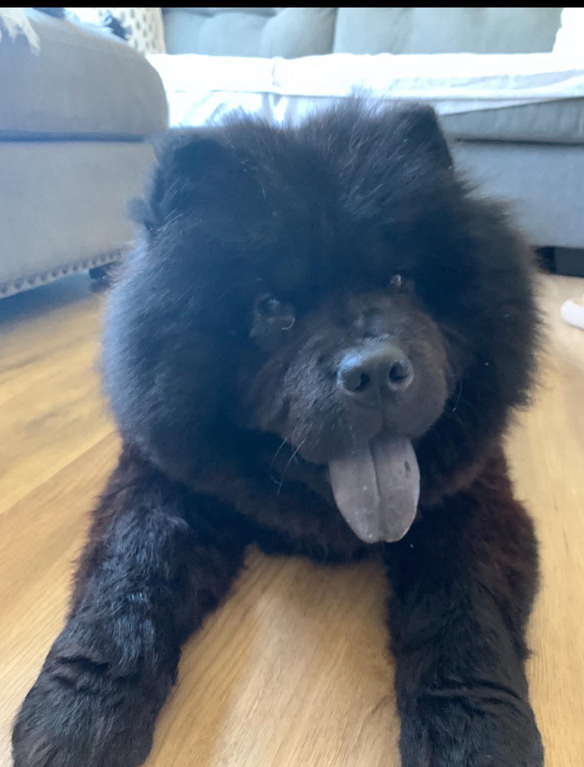 Kona, adopted, Adult Female Chow Chow.