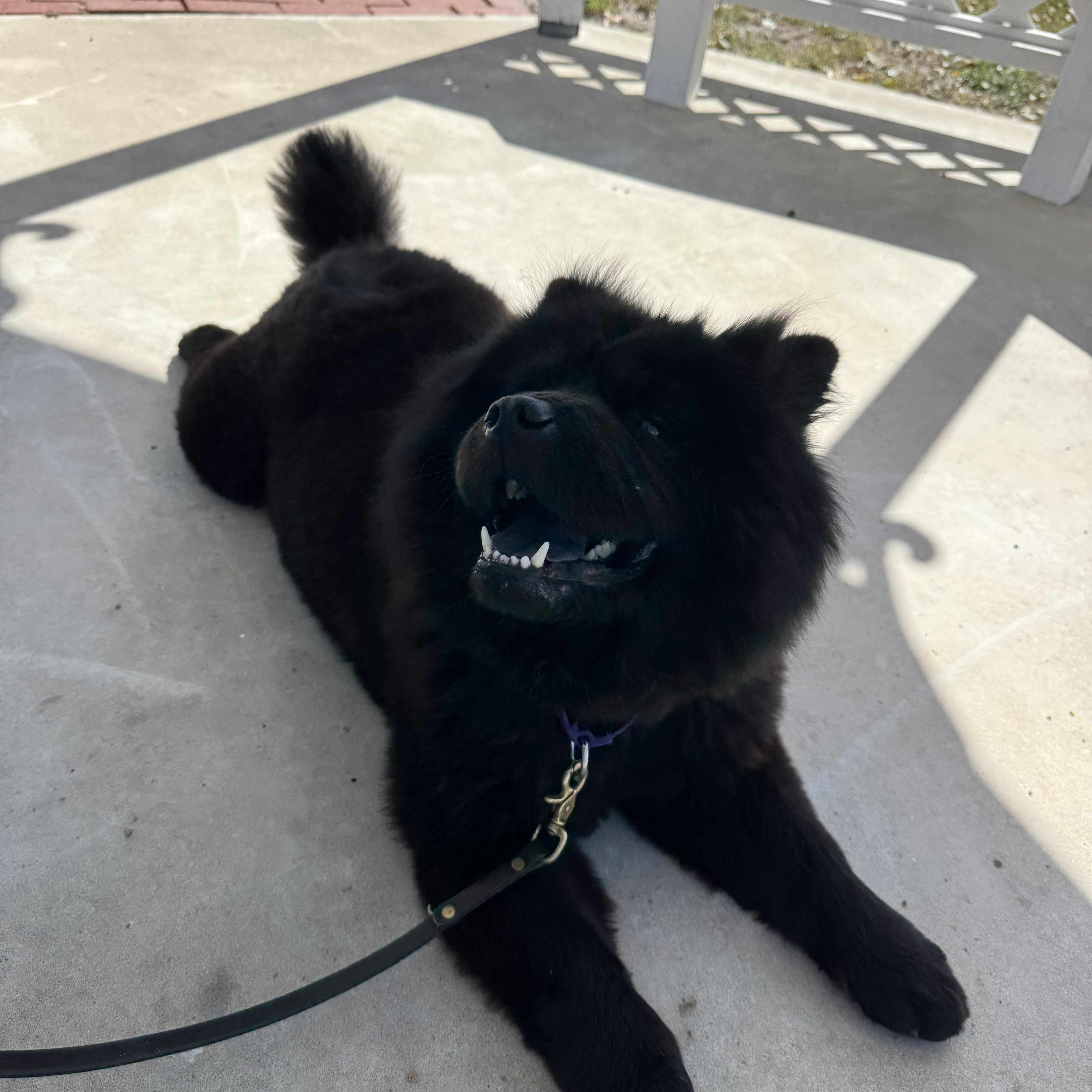 Enlarge Kona, an adoptable Chow Chow in Beaufort, NC image 2/6