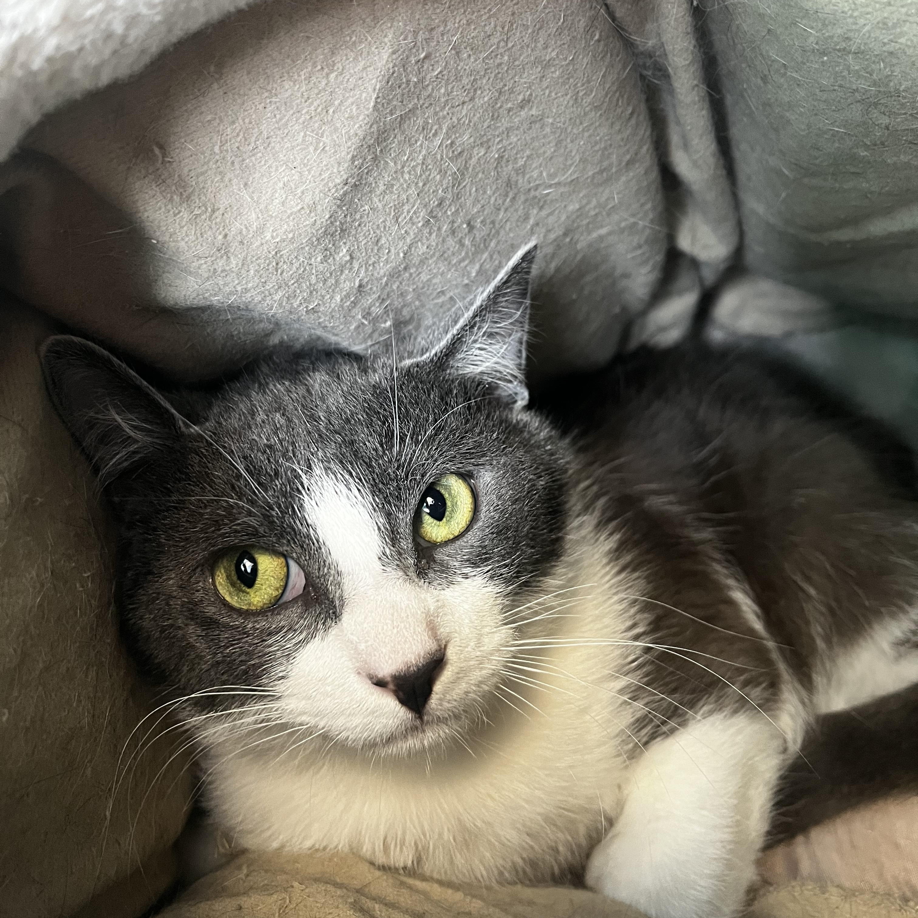 Enlarge Alexander, a ADOPTABLE Domestic Short Hair in Brookings, SD image 2/2