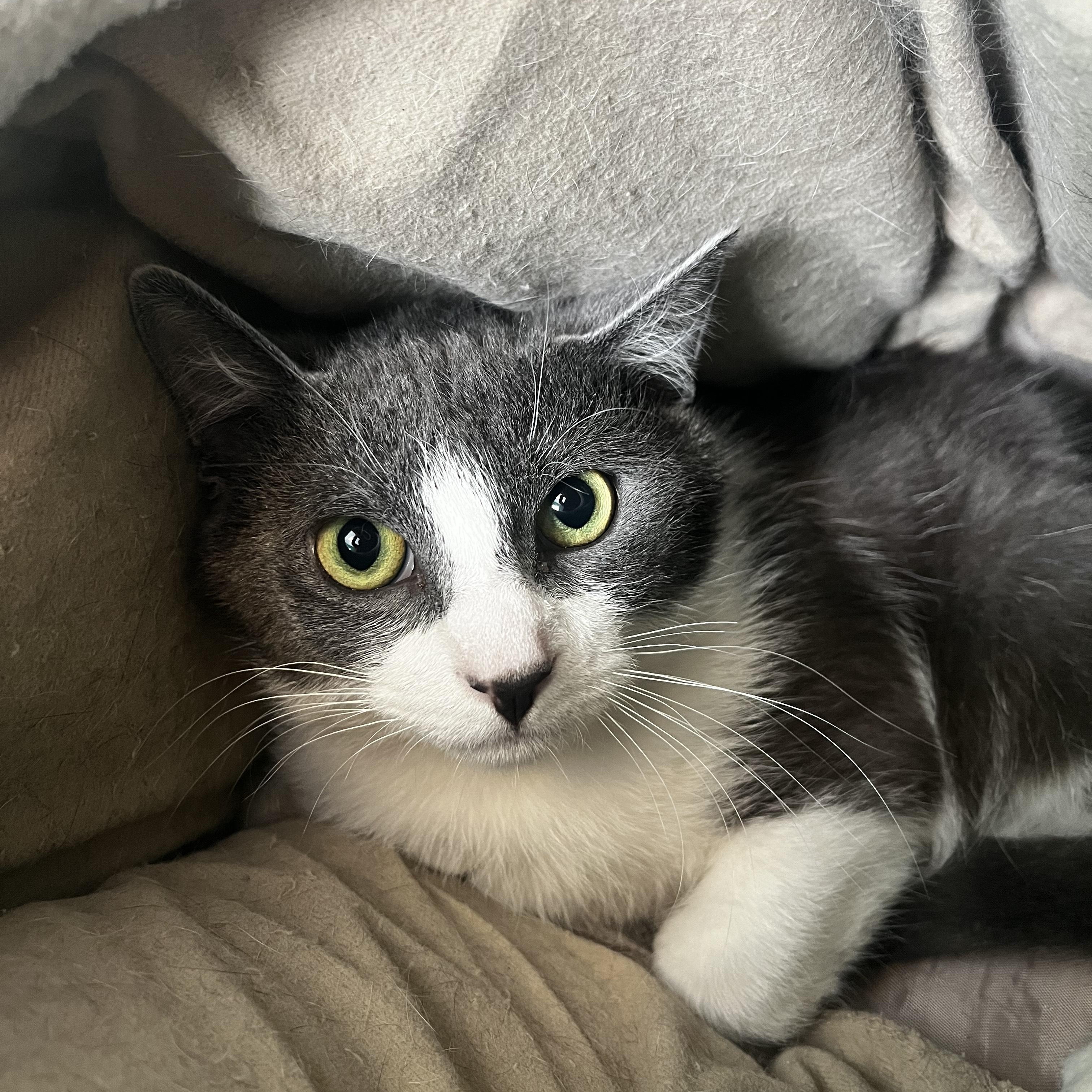 Enlarge Alexander, a ADOPTABLE Domestic Short Hair in Brookings, SD image 1/2