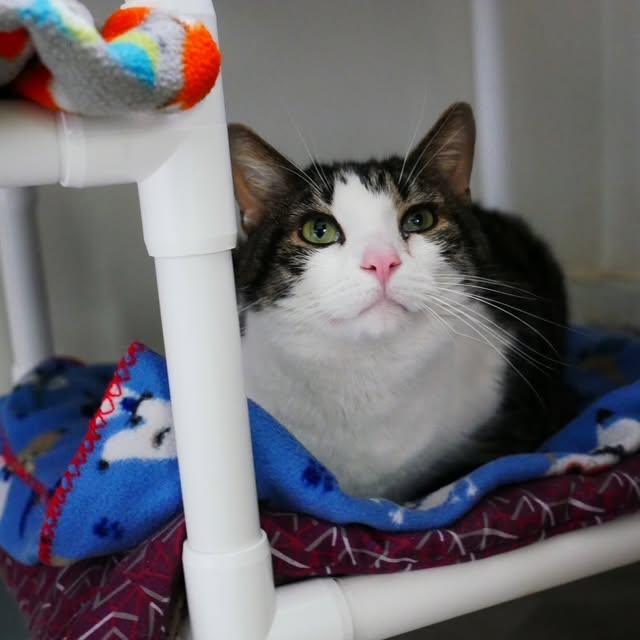 Angus, a ADOPTABLE Domestic Short Hair in Ashland, OH image 4/6