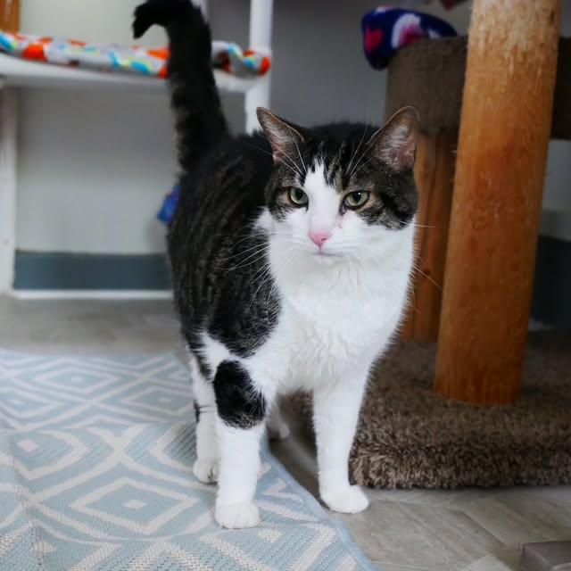 Angus, adopted, Young Male Domestic Short Hair.