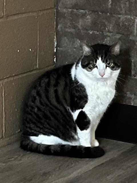 Angus, a ADOPTABLE Domestic Short Hair in Ashland, OH image 6/6