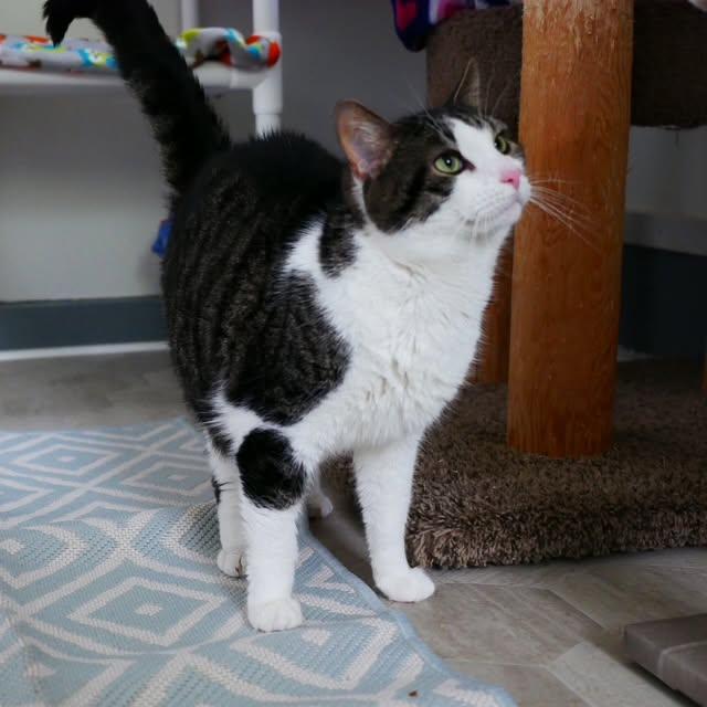 Angus, a ADOPTABLE Domestic Short Hair in Ashland, OH image 2/6