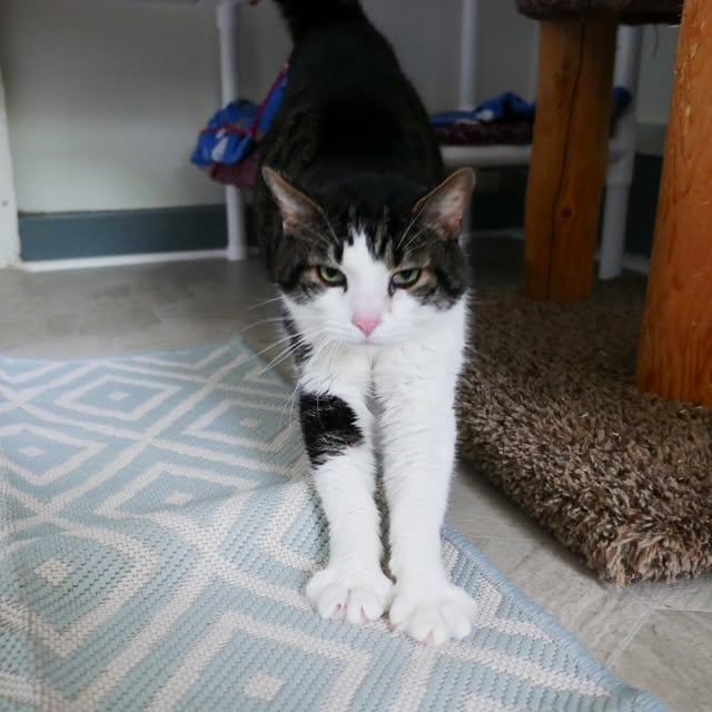 Angus, a ADOPTABLE Domestic Short Hair in Ashland, OH image 3/6