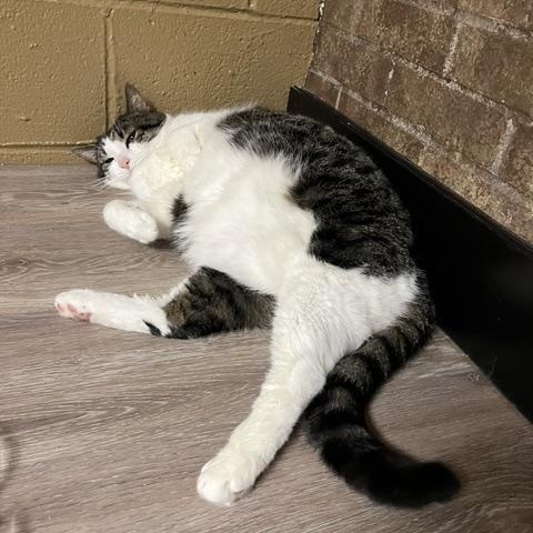 Angus, a ADOPTABLE Domestic Short Hair in Ashland, OH image 5/6