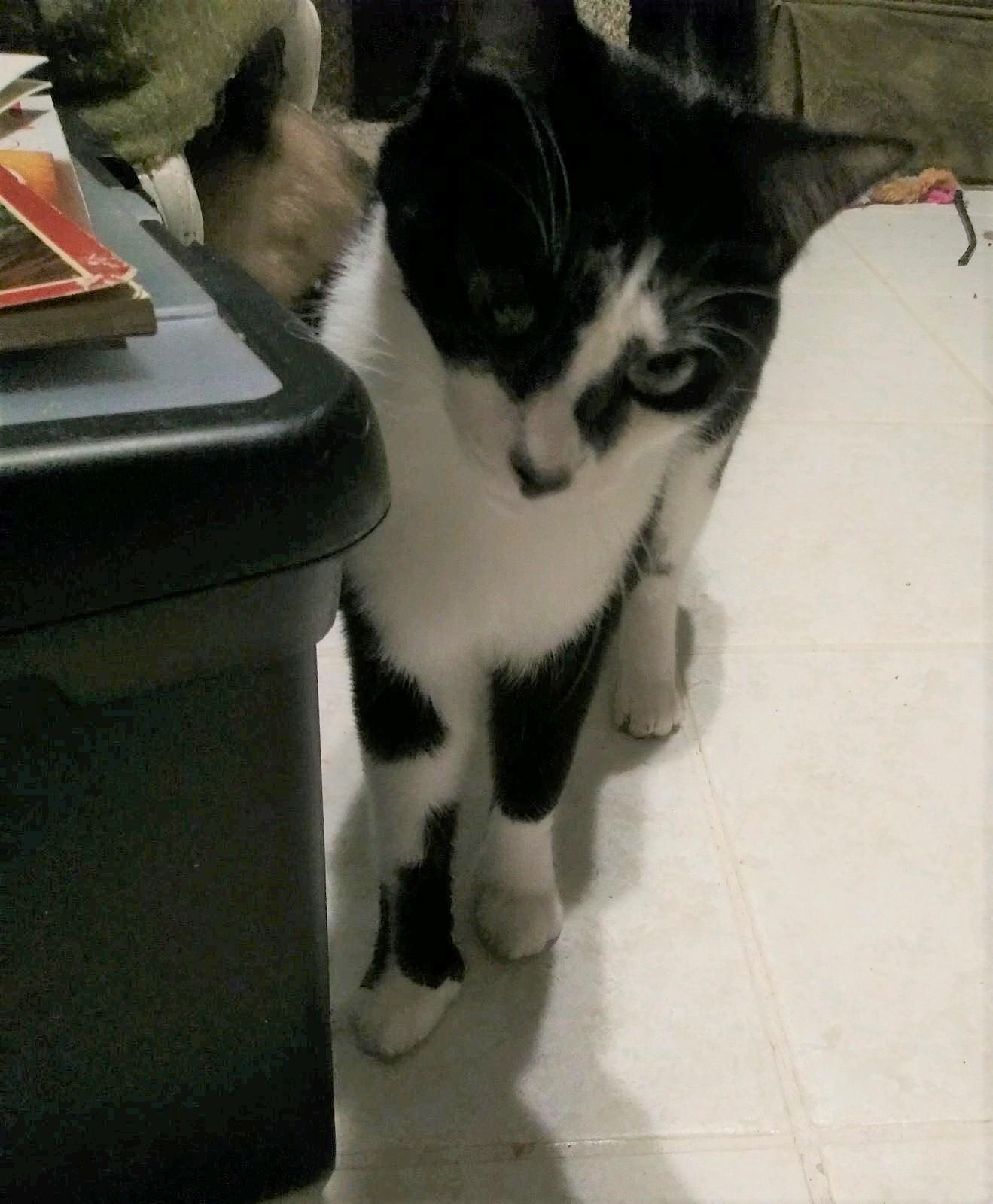 Enlarge Diamond, a Adoptable Exotic Shorthair in Cottonwood, CA image 3/4