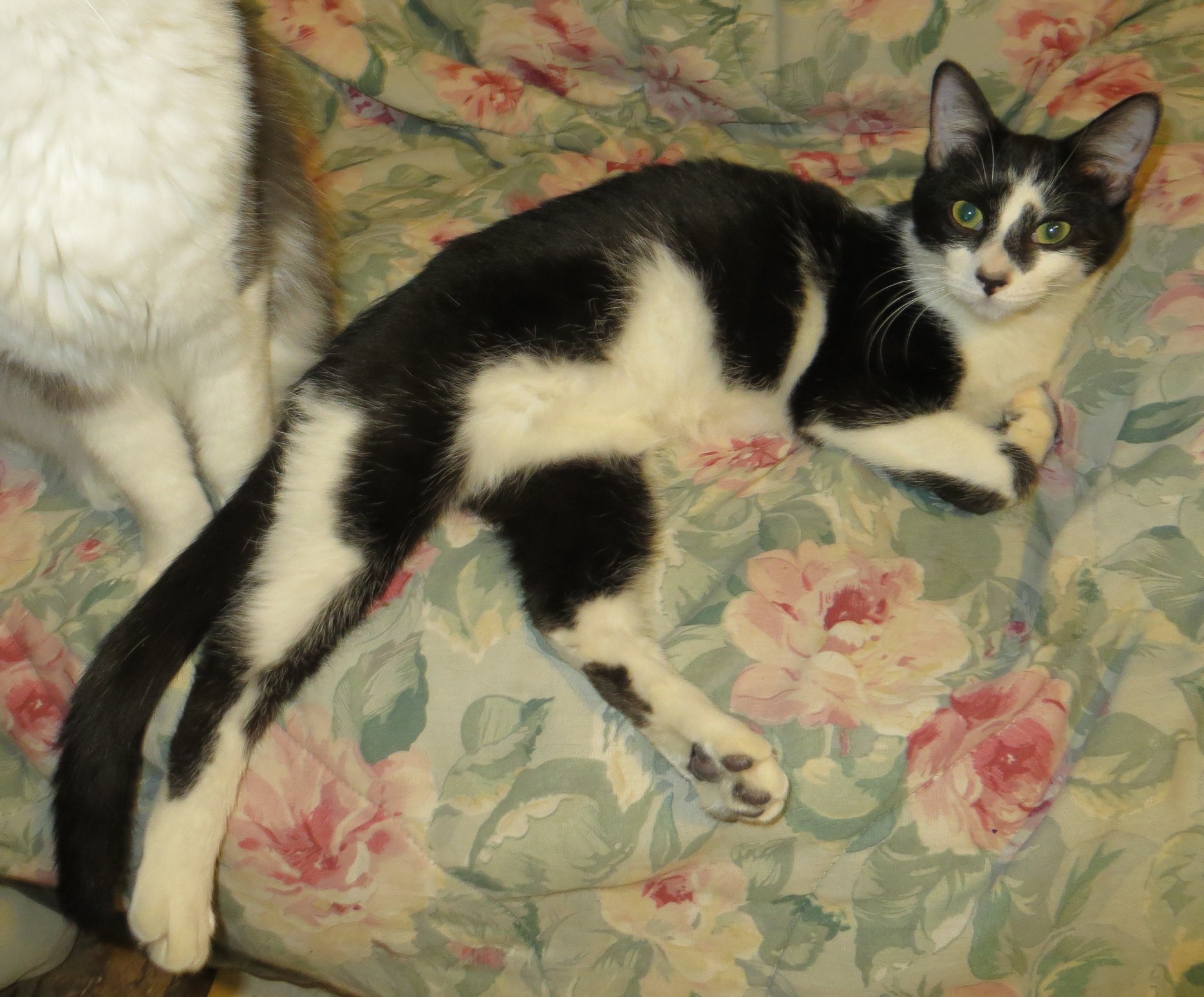 Enlarge Diamond, a Adoptable Exotic Shorthair in Cottonwood, CA image 1/4