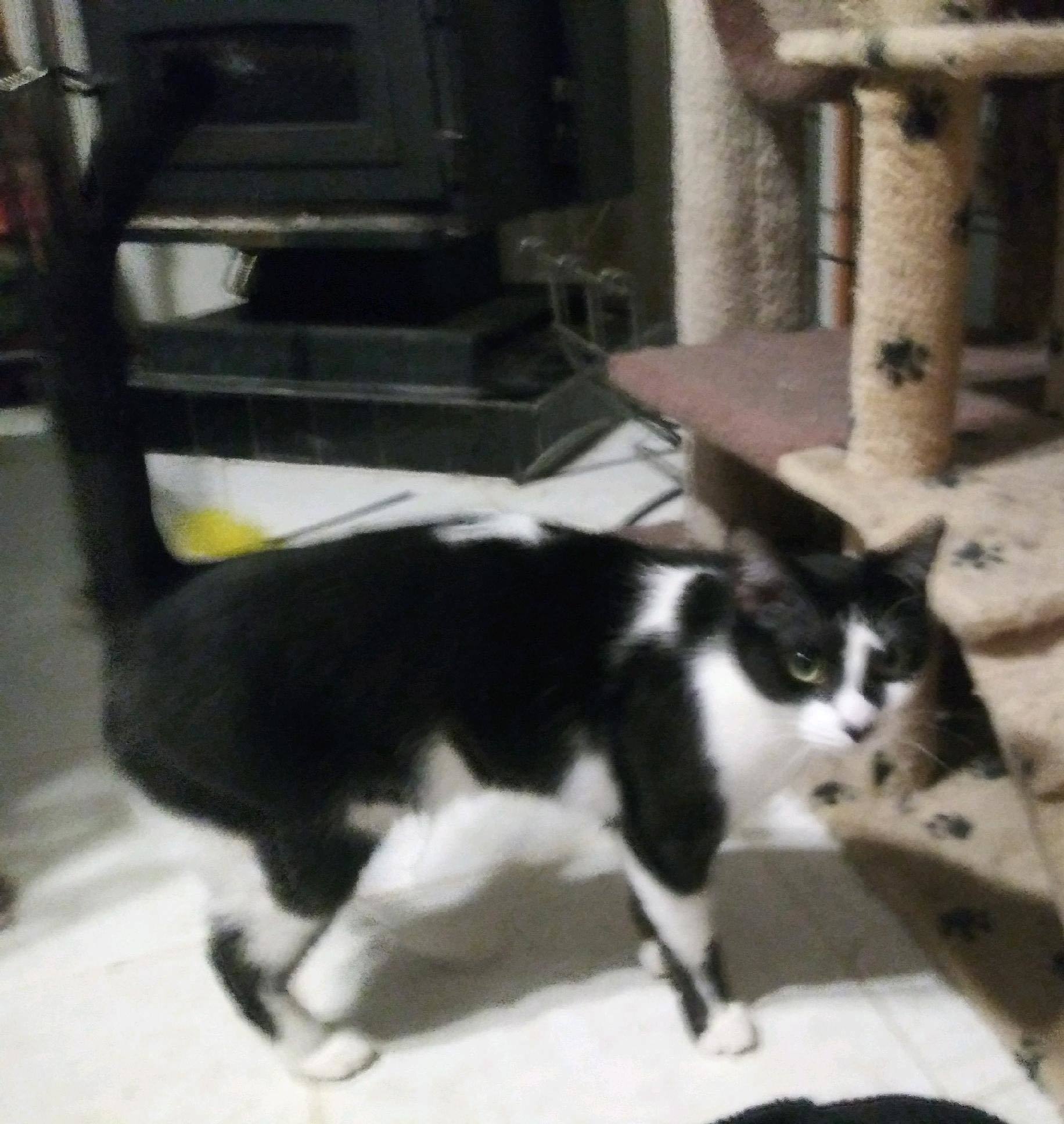 Enlarge Diamond, a Adoptable Exotic Shorthair in Cottonwood, CA image 2/4