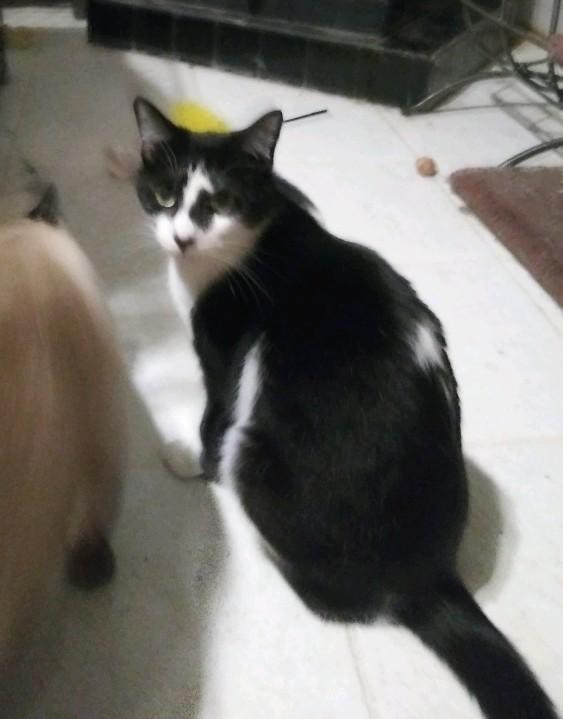 Enlarge Diamond, a Adoptable Exotic Shorthair in Cottonwood, CA image 4/4