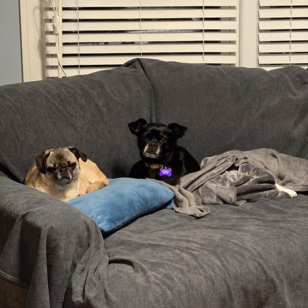 Summer Shandy, a Adoptable Pug in Chicago, IL image 1/6