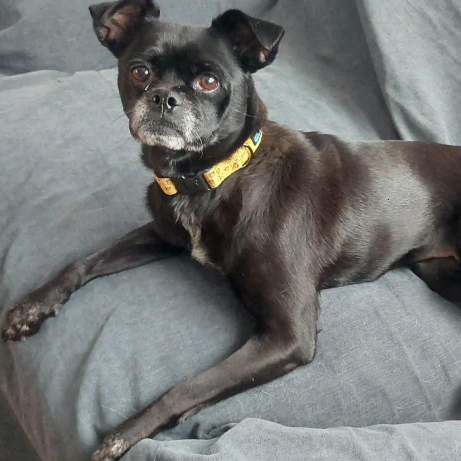 Summer Shandy, Adoptable, Adult Female Pug.