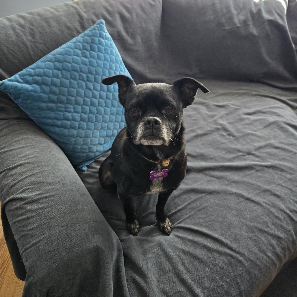 Enlarge Summer Shandy, a Adoptable Pug in Chicago, IL image 2/4