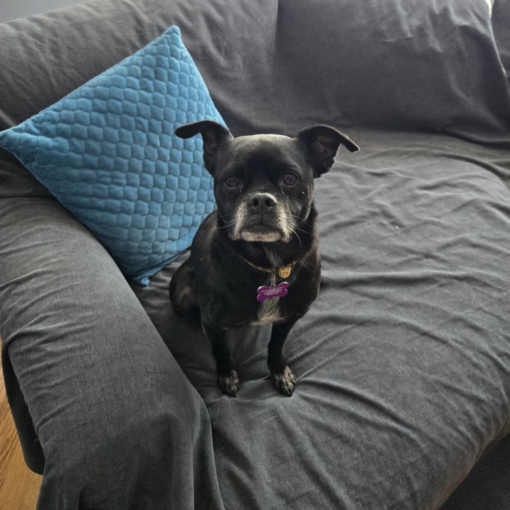 Enlarge Summer Shandy, a Adoptable Pug in Chicago, IL image 3/4