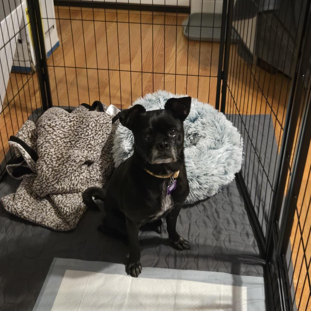 Enlarge Summer Shandy, a Adoptable Pug in Chicago, IL image 4/4