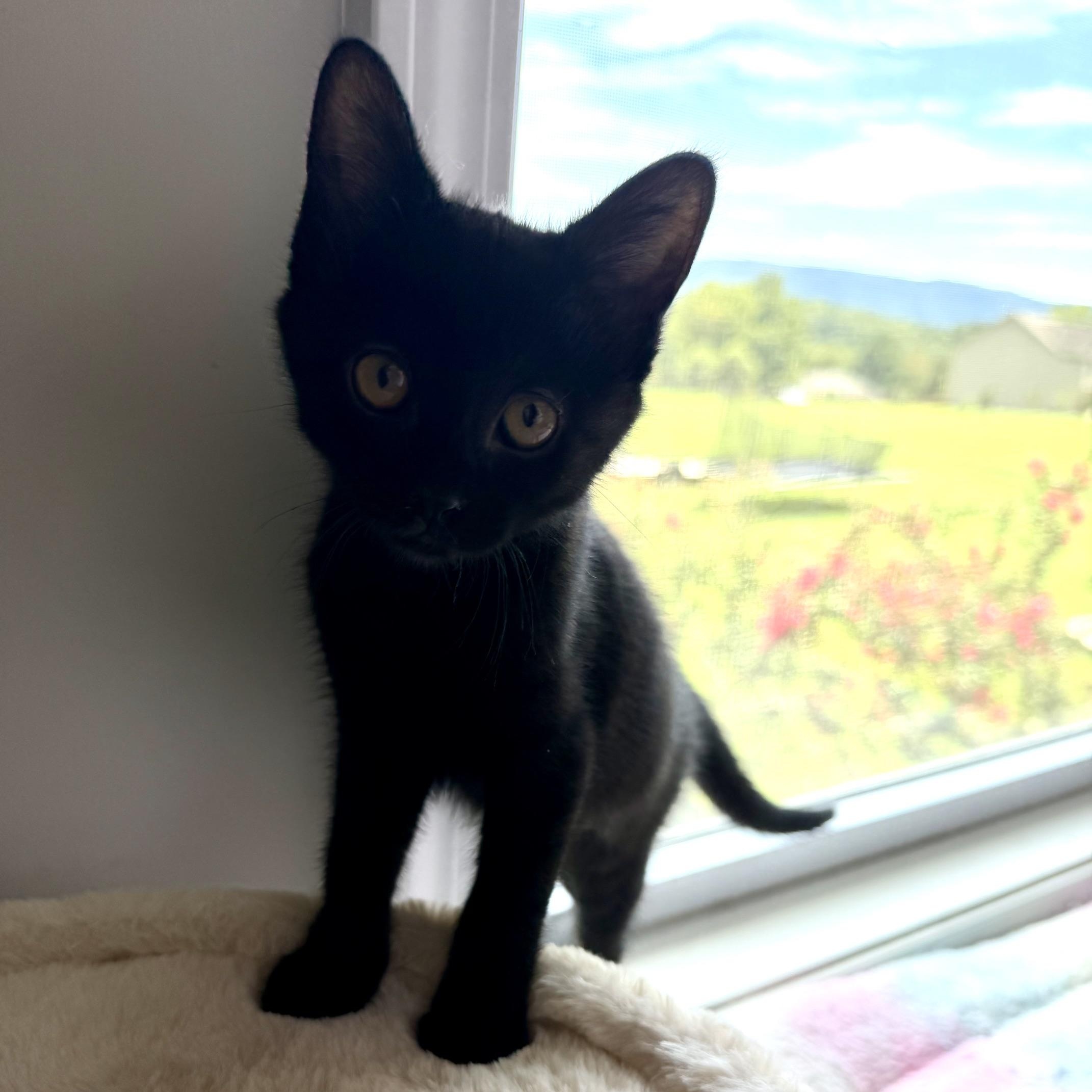 Enlarge Selina Kyle, a Adoptable Domestic Medium Hair in Seymour, TN image 5/5