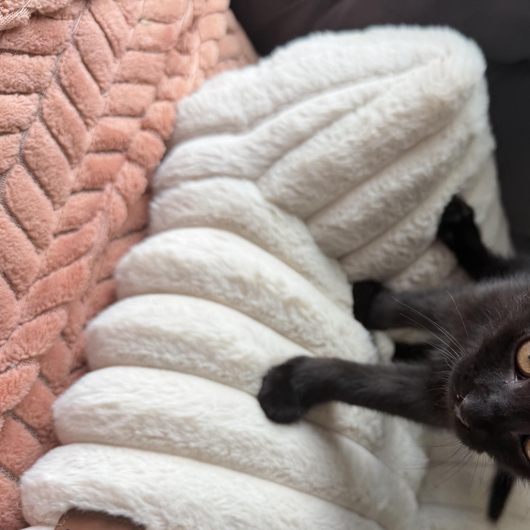 Enlarge Selina Kyle, a Adoptable Domestic Medium Hair in Seymour, TN image 4/5