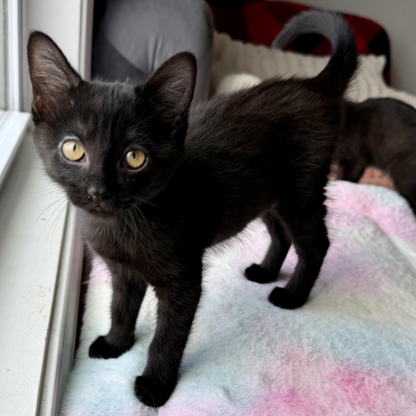 Selina Kyle, Adoptable, Kitten Female Domestic Medium Hair.
