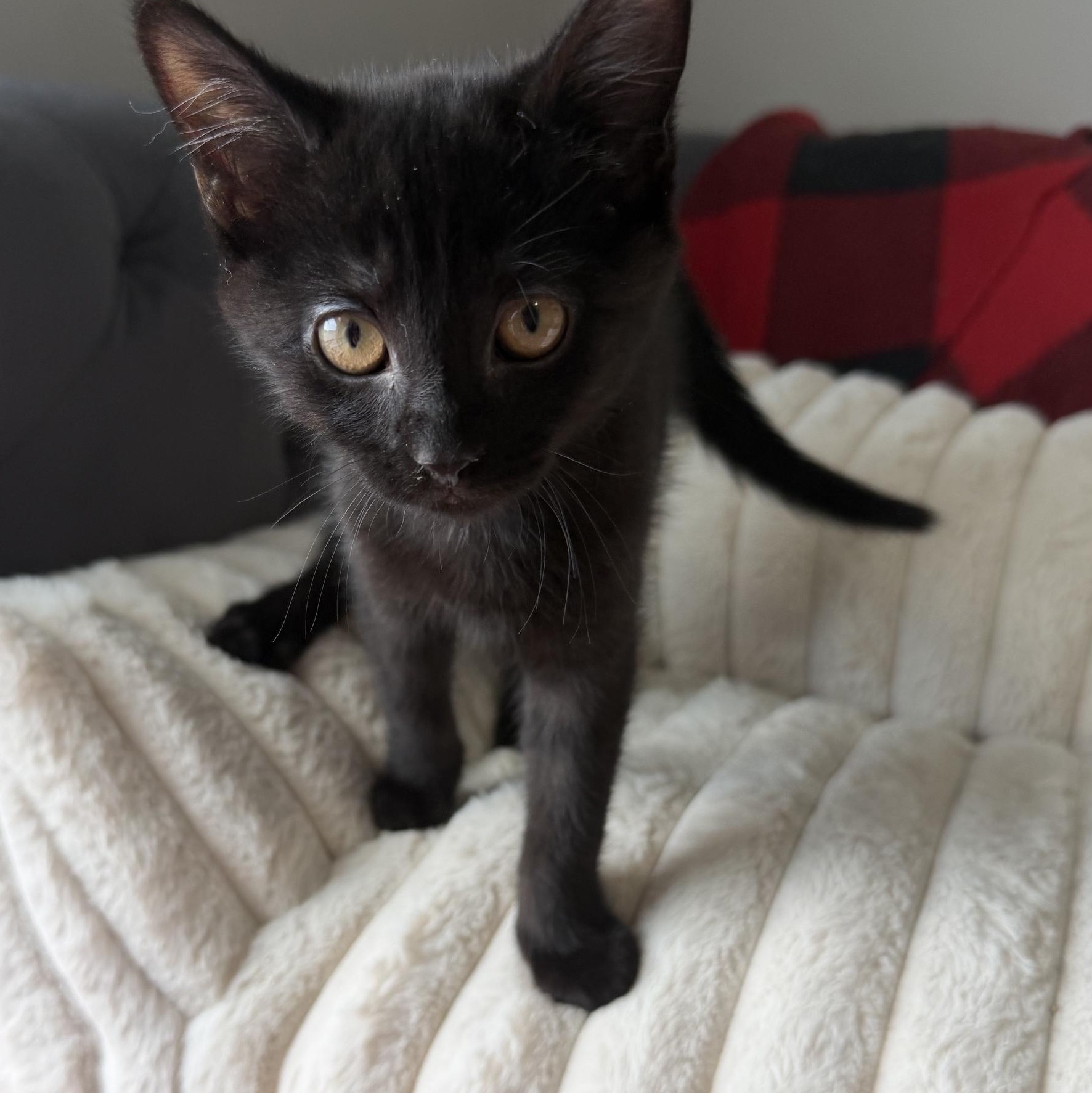Enlarge Selina Kyle, a Adoptable Domestic Medium Hair in Seymour, TN image 3/5