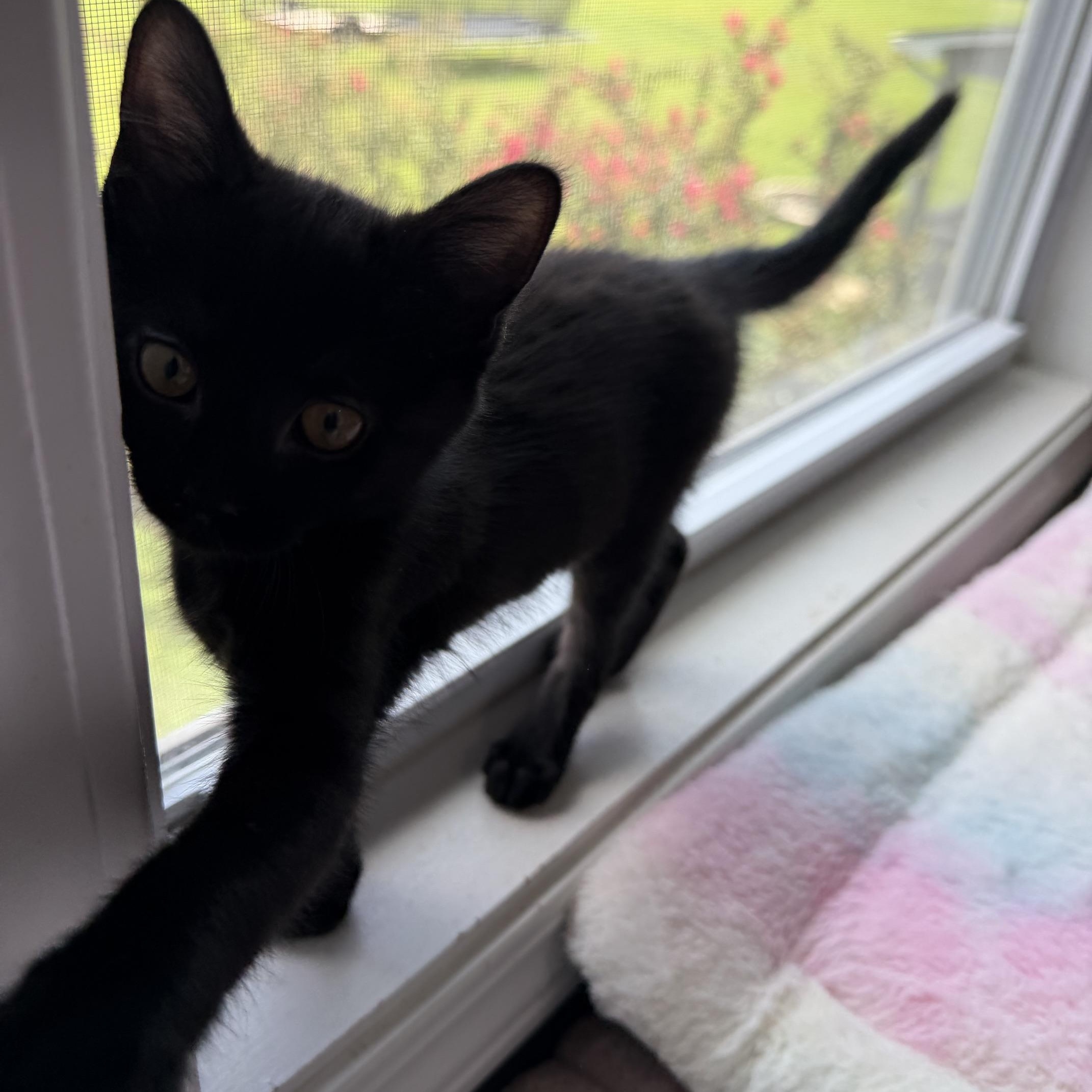 Enlarge Selina Kyle, a Adoptable Domestic Medium Hair in Seymour, TN image 2/5