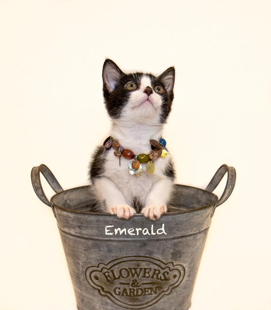 Enlarge Emerald, a Adoptable mixed breed in Hot Springs Village, AR image 1/3