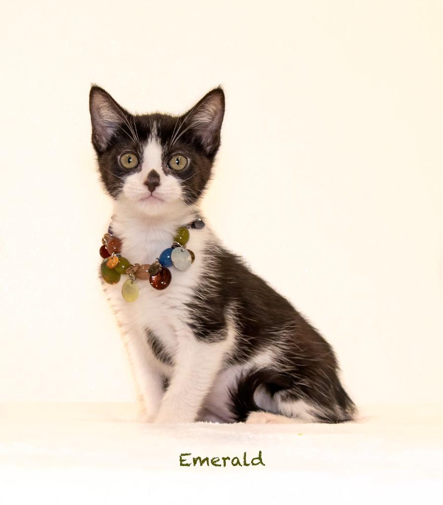 Enlarge Emerald, a Adoptable mixed breed in Hot Springs Village, AR image 2/3