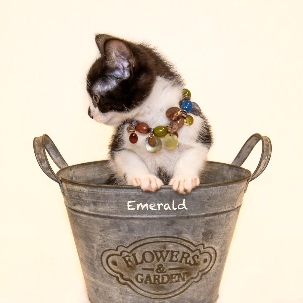 Enlarge Emerald, a Adoptable mixed breed in Hot Springs Village, AR image 3/3