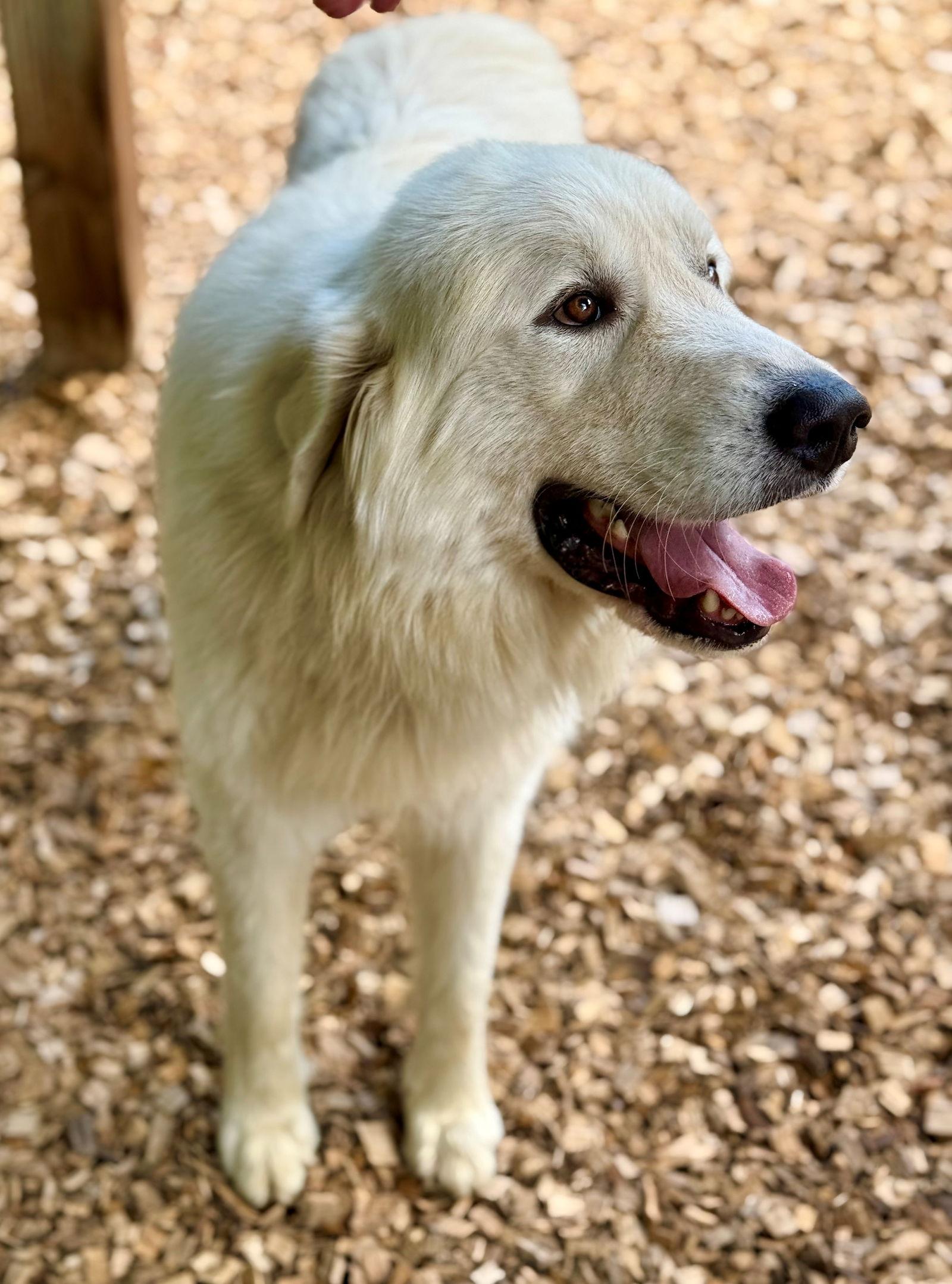 Enlarge 48955 - Goldie, a Adopted Great Pyrenees in Ellicott City, MD image 1/3
