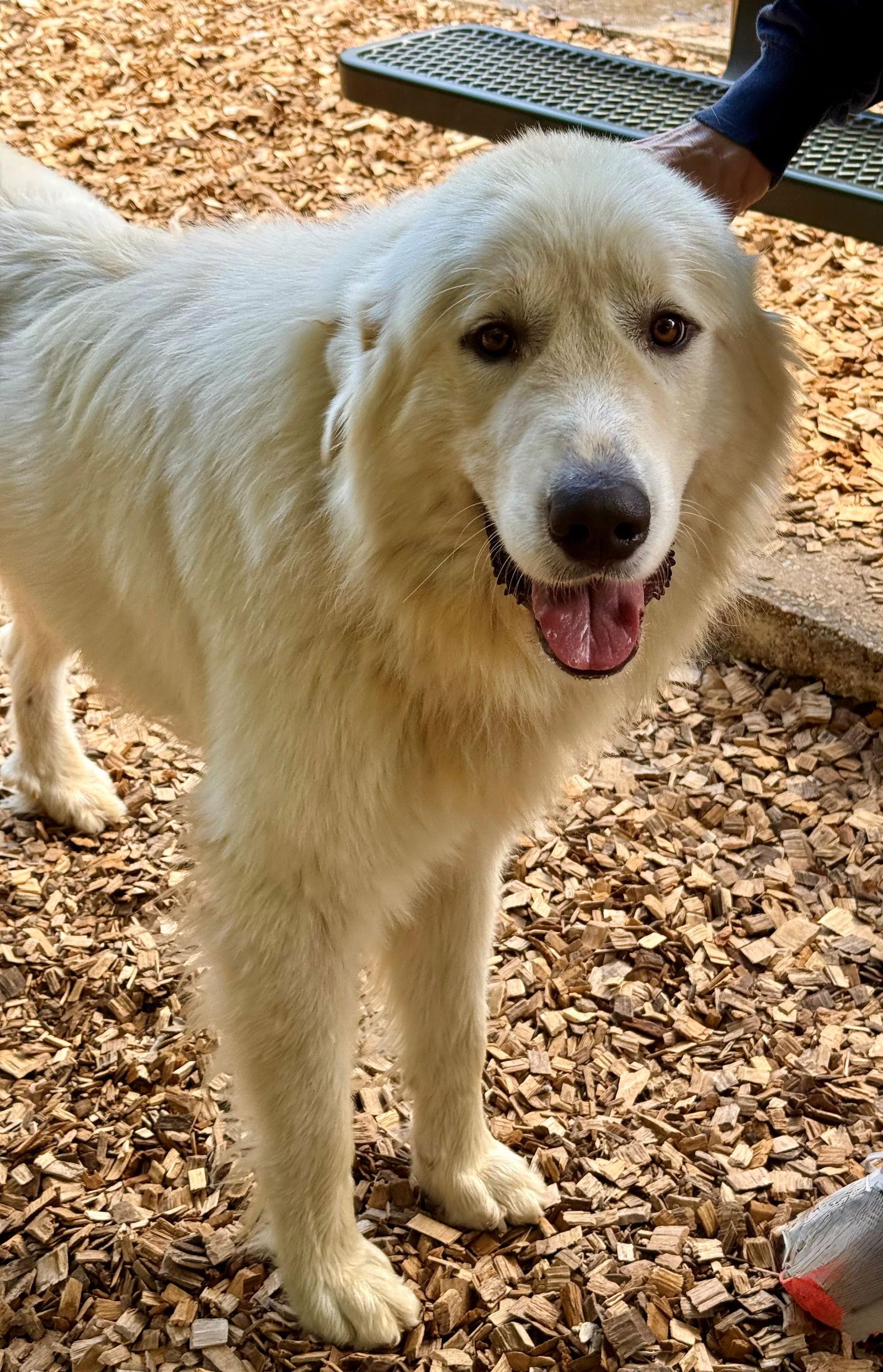 Enlarge 48955 - Goldie, a Adopted Great Pyrenees in Ellicott City, MD image 2/3