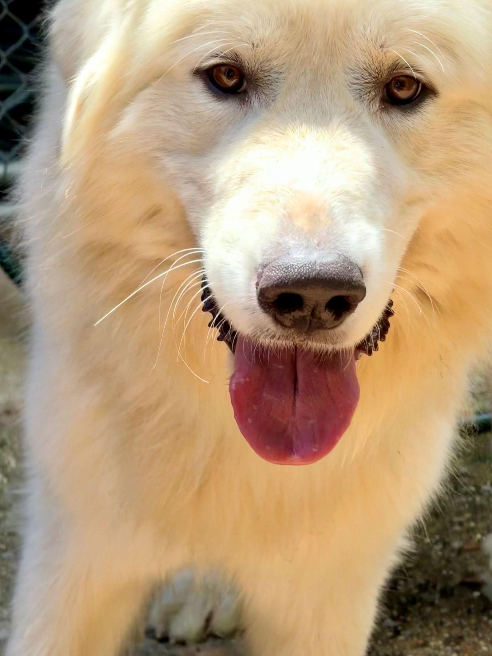 Enlarge 48955 - Goldie, a Adopted Great Pyrenees in Ellicott City, MD image 3/3