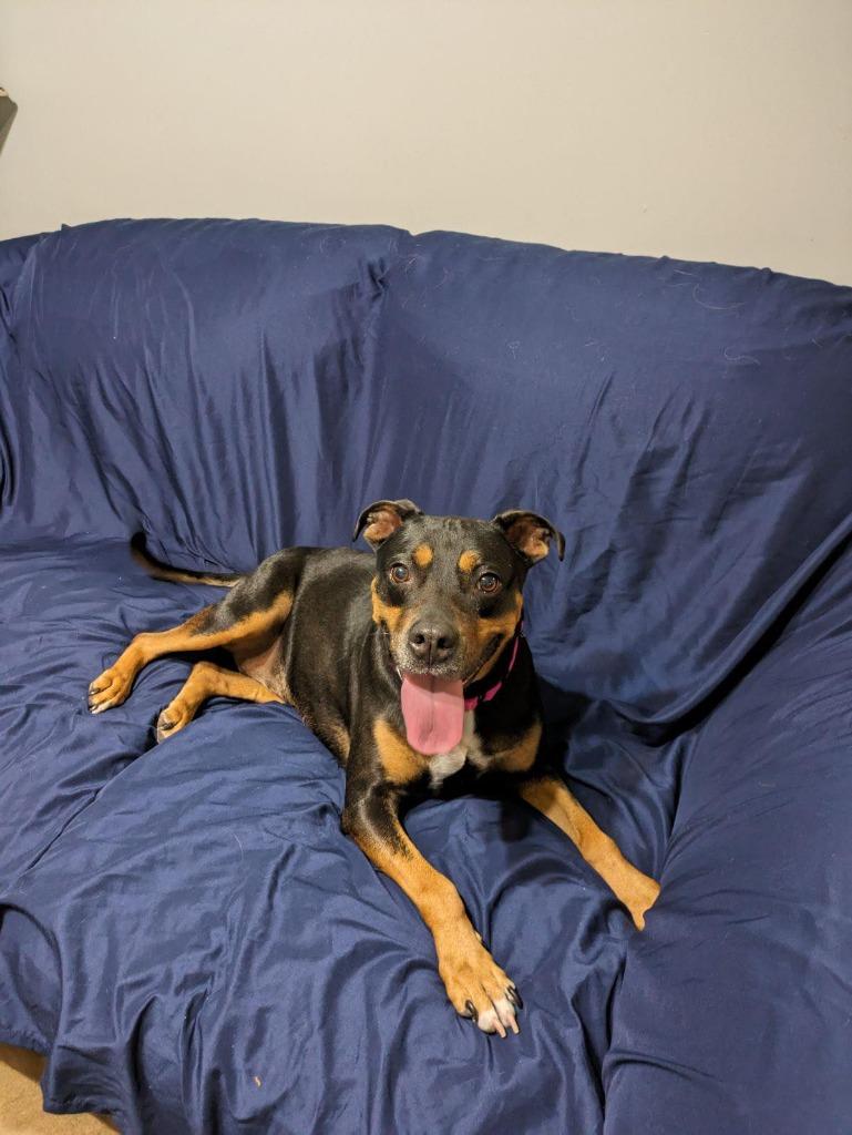 Iryss, a Adoptable Manchester Terrier in Augusta, GA image 1/2