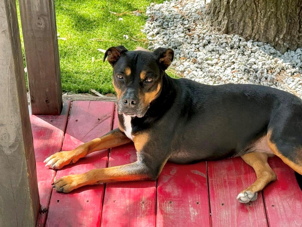 Iryss, a Adoptable Manchester Terrier in Augusta, GA image 2/2