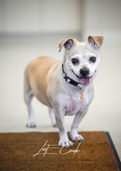 Enlarge Lizzy, a Adoptable mixed breed in Kalispell, MT image 1/3