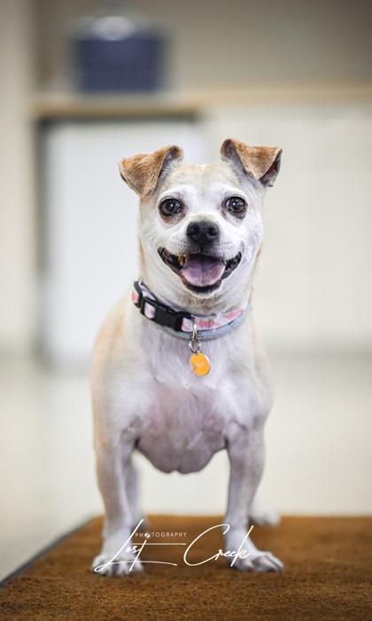 Enlarge Lizzy, a Adoptable mixed breed in Kalispell, MT image 3/3