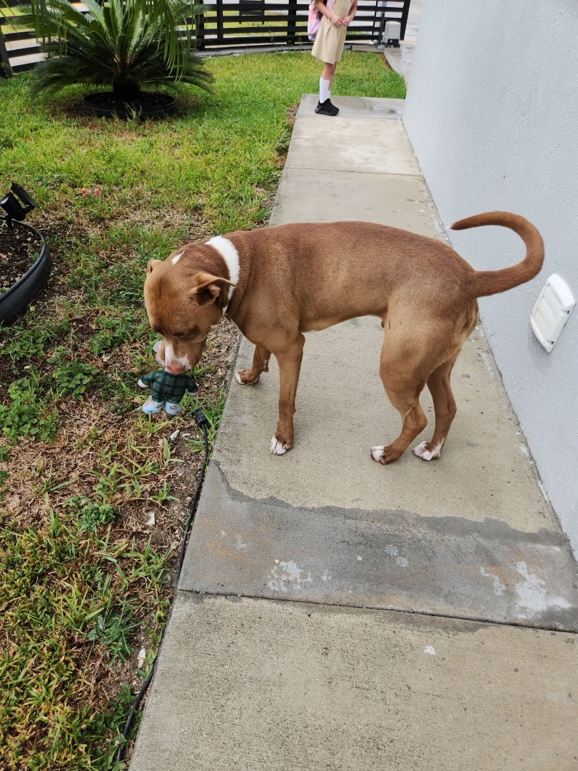 Ruger, Adopted, Young Male American Staffordshire Terrier.