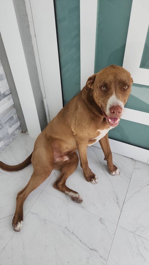 Enlarge Ruger, a Adopted mixed breed in Miami, FL image 2/8