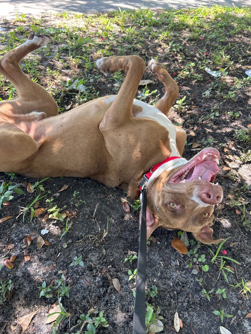 Enlarge Ruger, a Adopted mixed breed in Miami, FL image 3/8