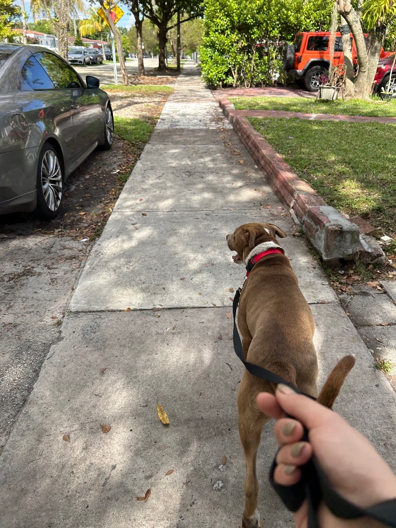 Enlarge Ruger, a Adopted mixed breed in Miami, FL image 4/8