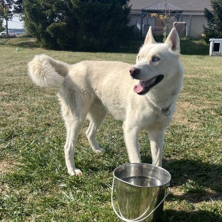 Enlarge Rollo *BONDED PAIR WITH SIGGY*, a Adoptable Siberian Husky in Caledon, ON image 3/5