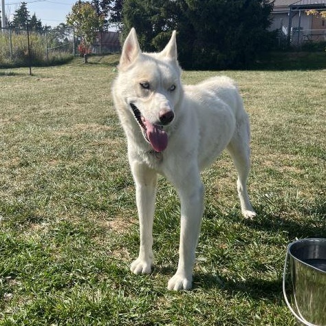 Enlarge Rollo *BONDED PAIR WITH SIGGY*, a Adoptable Siberian Husky in Caledon, ON image 4/5