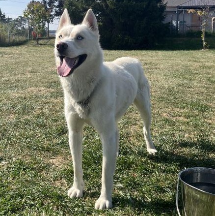 Rollo *BONDED PAIR WITH SIGGY*, Adoptable, Adult Male Siberian Husky.