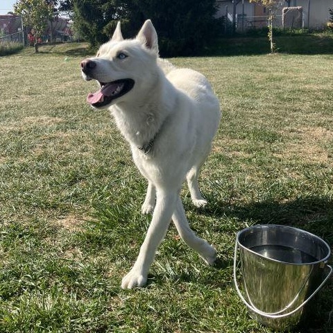 Enlarge Rollo *BONDED PAIR WITH SIGGY*, a Adoptable Siberian Husky in Caledon, ON image 2/5