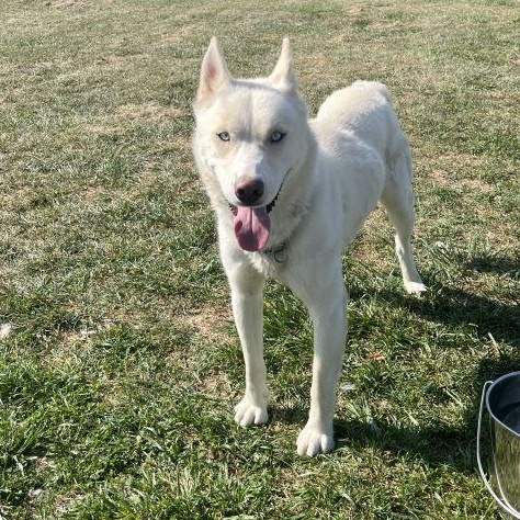 Enlarge Rollo *BONDED PAIR WITH SIGGY*, a Adoptable Siberian Husky in Caledon, ON image 5/5