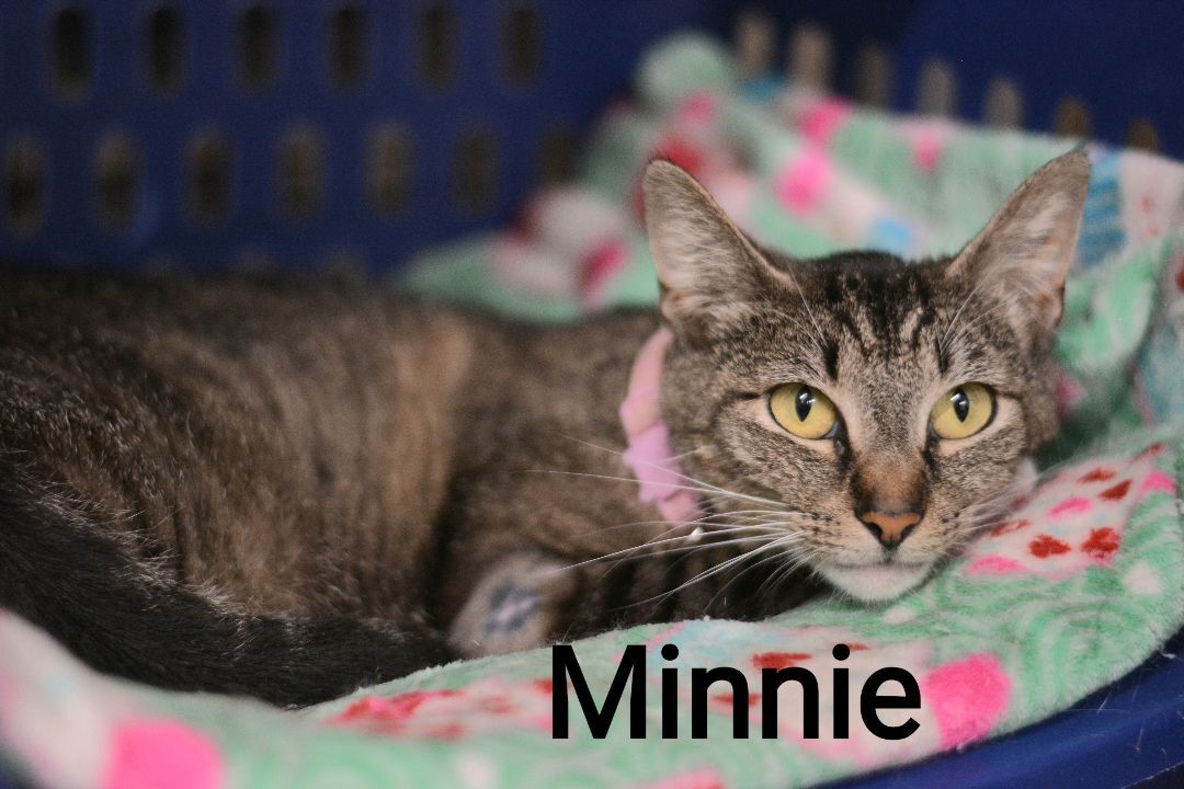 Enlarge Minnie, a Adoptable Tabby in Carneys Point, NJ image 12/15