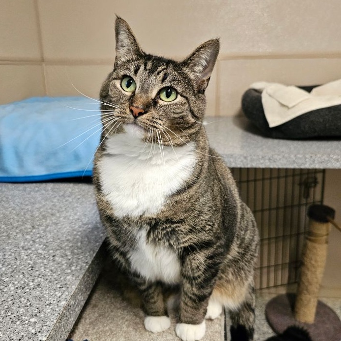 Minnie, Adult Female Tabby
