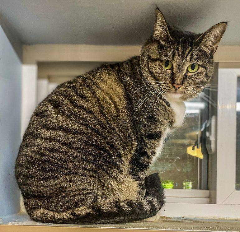 Enlarge Minnie, a Adoptable Tabby in Carneys Point, NJ image 13/15